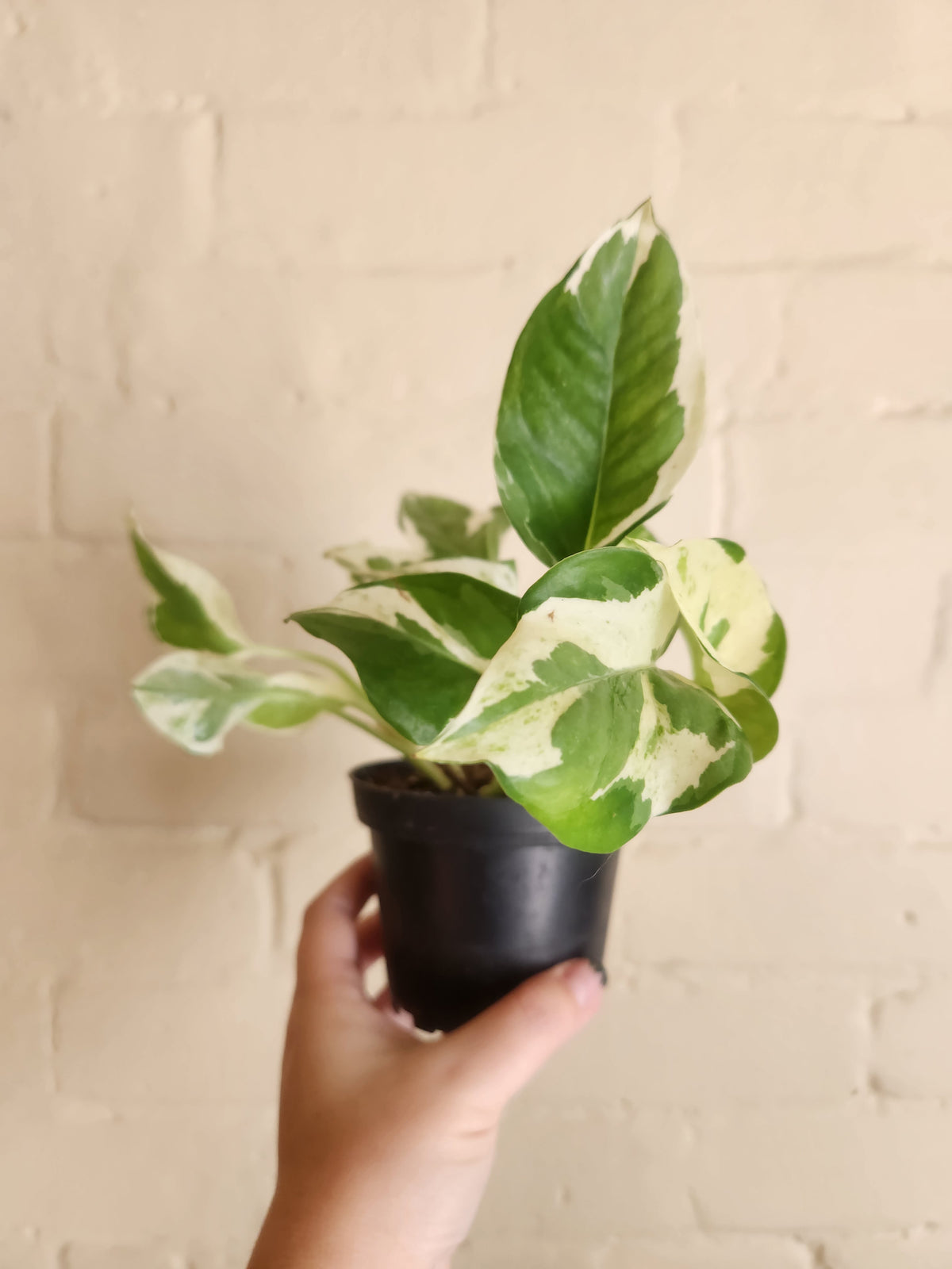 Grow pots
