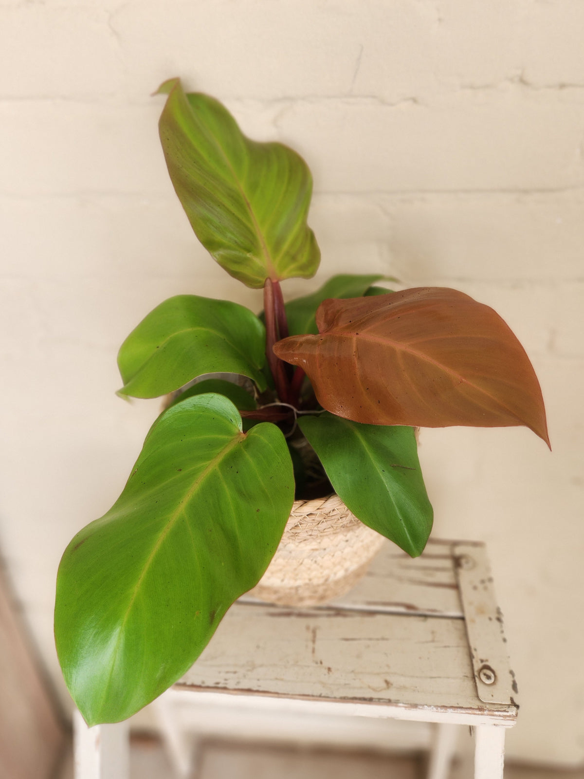Houseplants