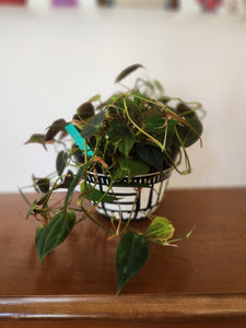 Houseplants