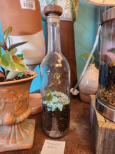 Terrariums