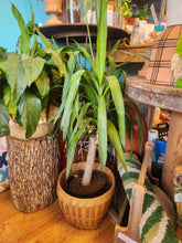 Houseplants