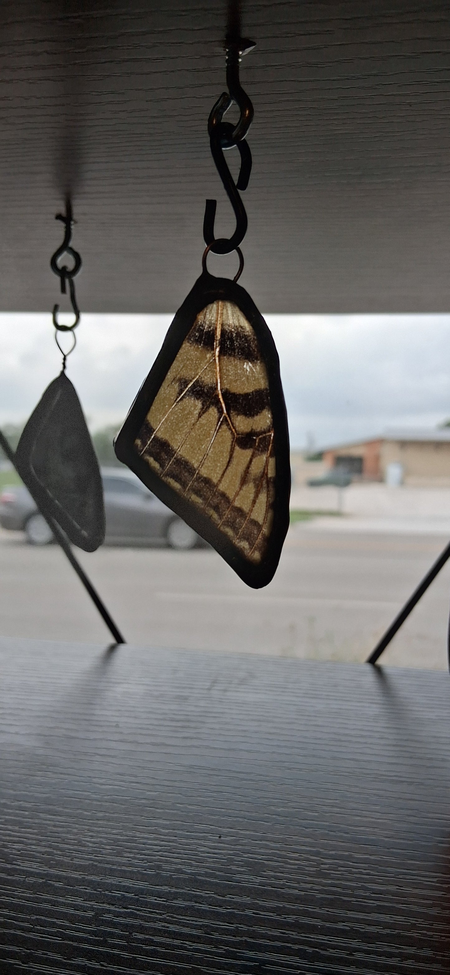 Butterfly Wing