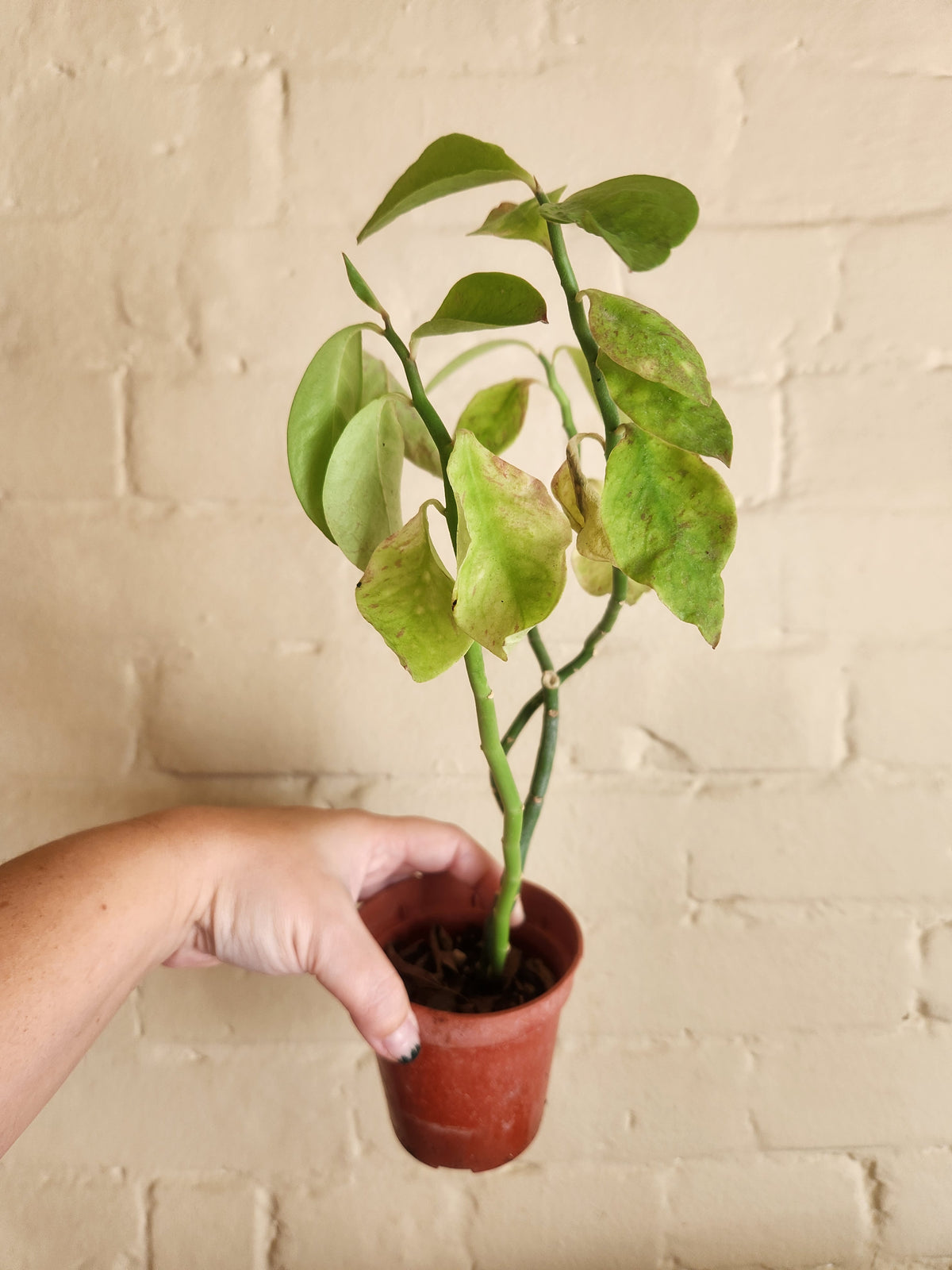 Grow pots