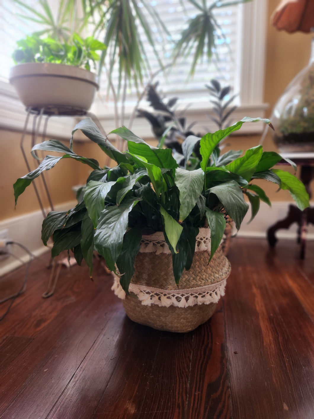 Houseplants