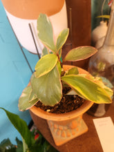 Houseplants