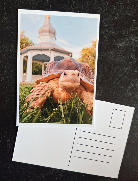 Mini Postcard- Fern & Gazebo