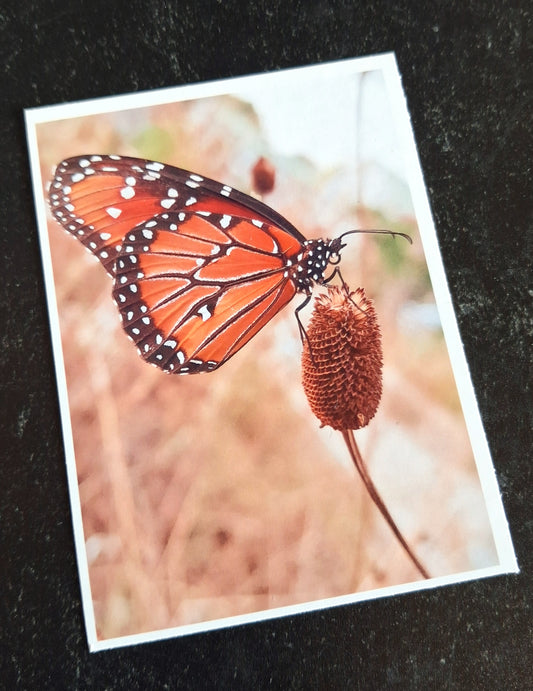 Mini Art Print- Monarch