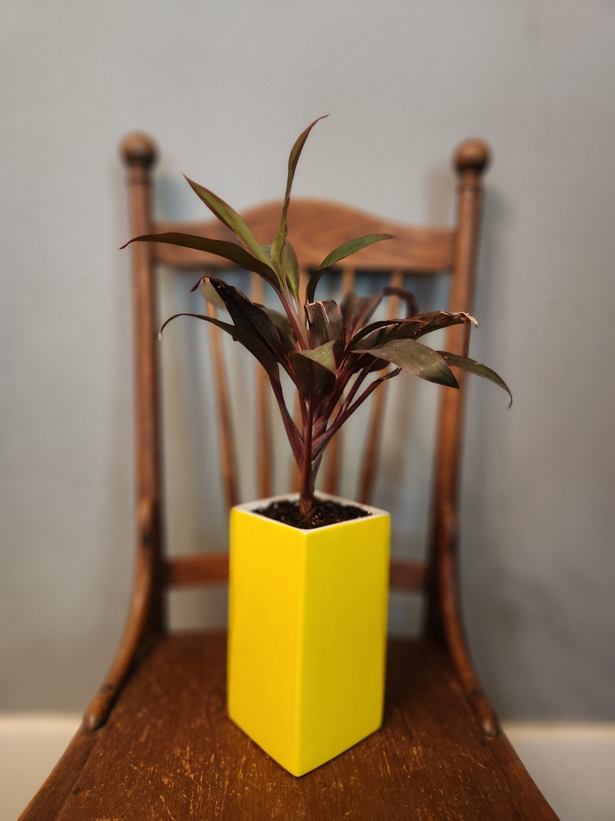 Houseplants