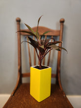 Houseplants