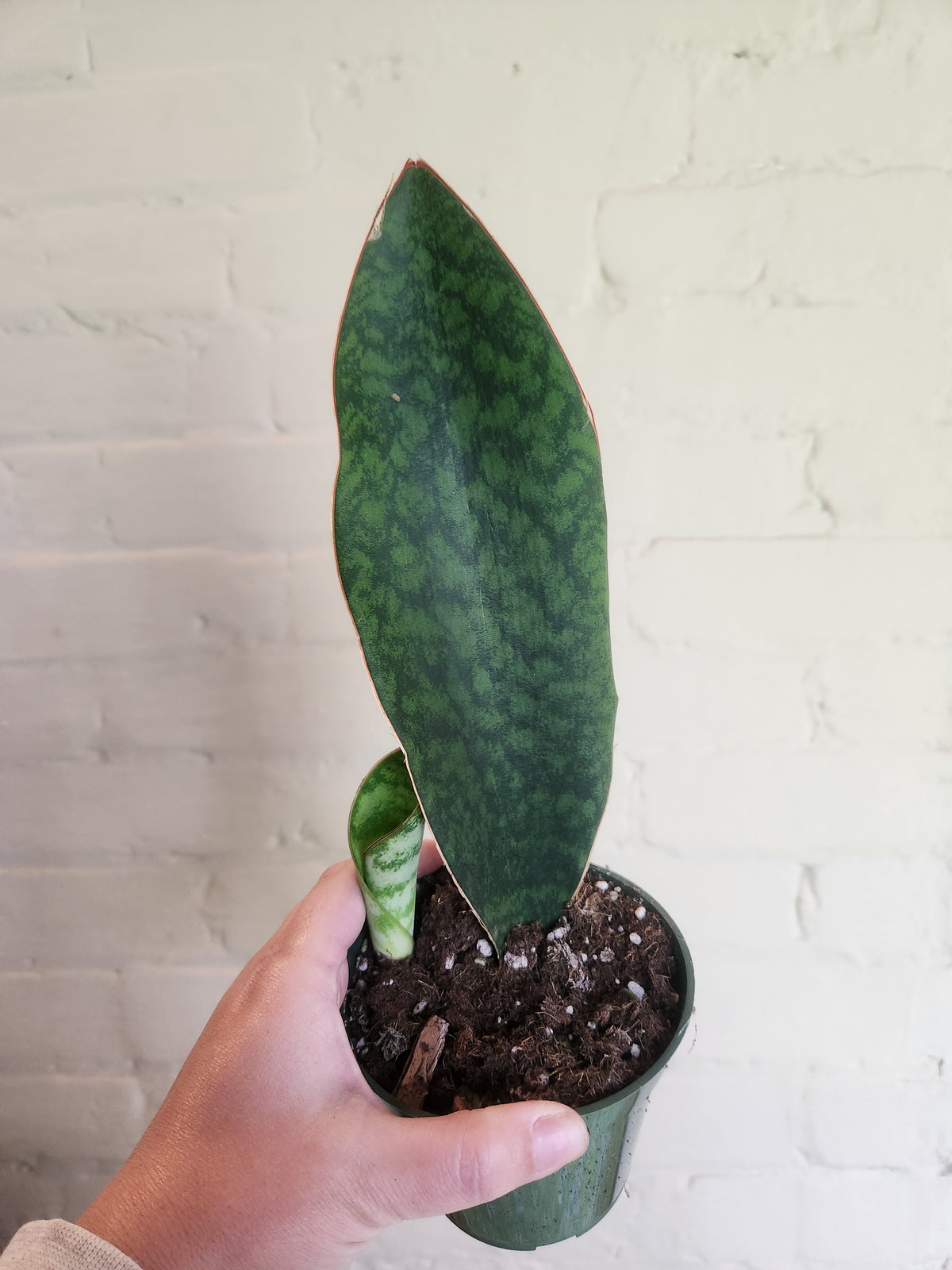 Grow pots