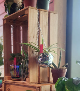 Houseplants