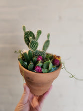 Succulents, Cacti and air plants