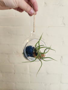 Succulents, Cacti and air plants