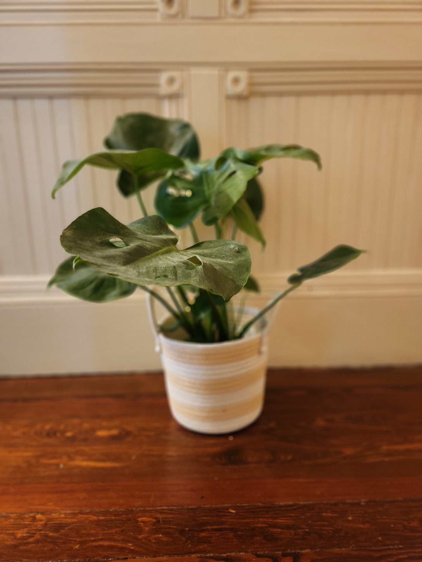 Houseplants