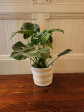 Houseplants