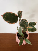 Houseplants