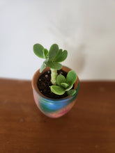 Succulents, Cacti and air plants