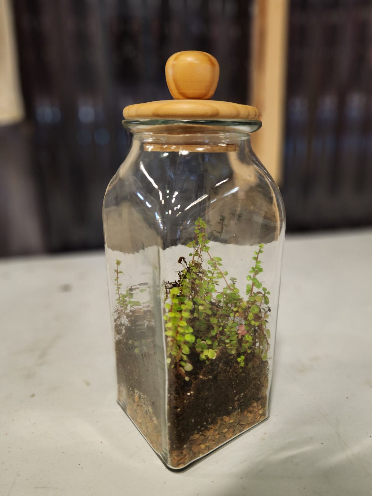 Terrariums