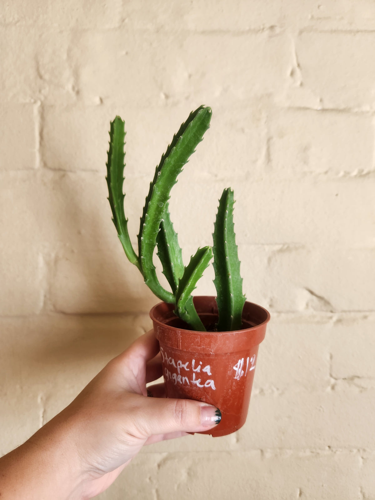 Grow pots