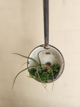 Succulents, Cacti and air plants