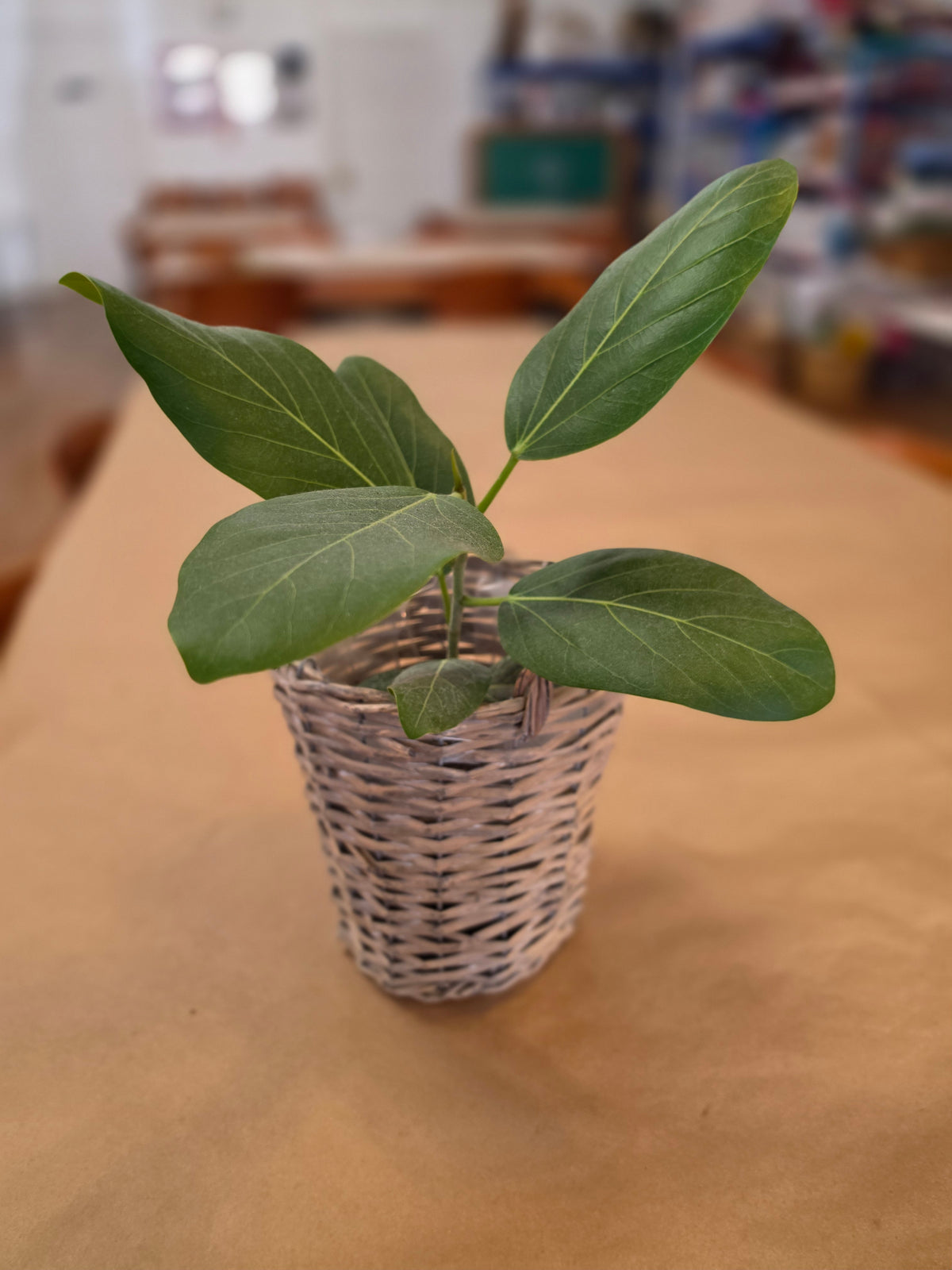Houseplants