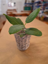 Houseplants