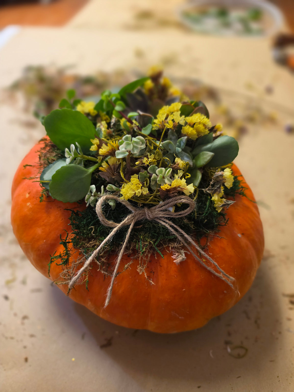 Succulents, Cacti and air plants