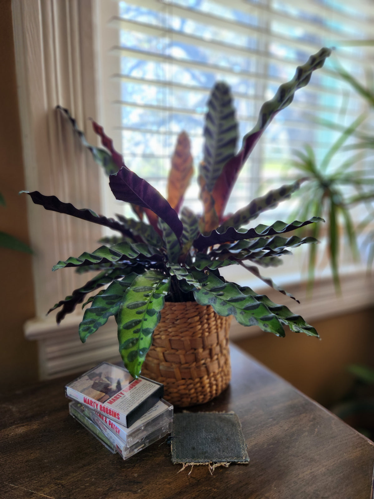 Houseplants