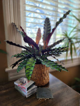 Houseplants