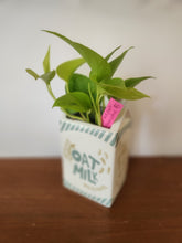 Houseplants