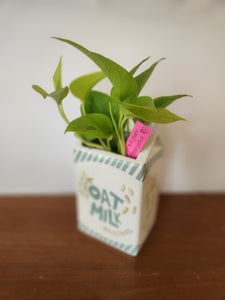 Houseplants