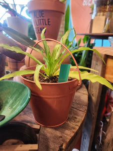 Houseplants