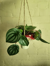 Houseplants