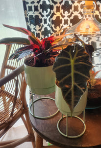 Houseplants