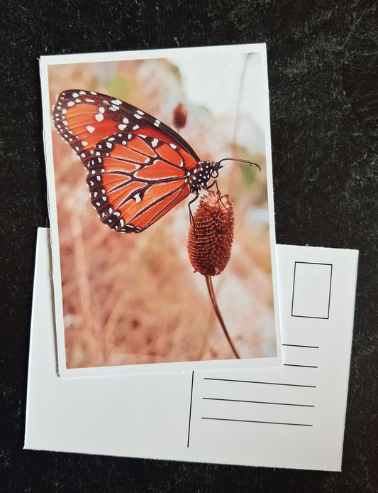 Mini Postcard- Monarch