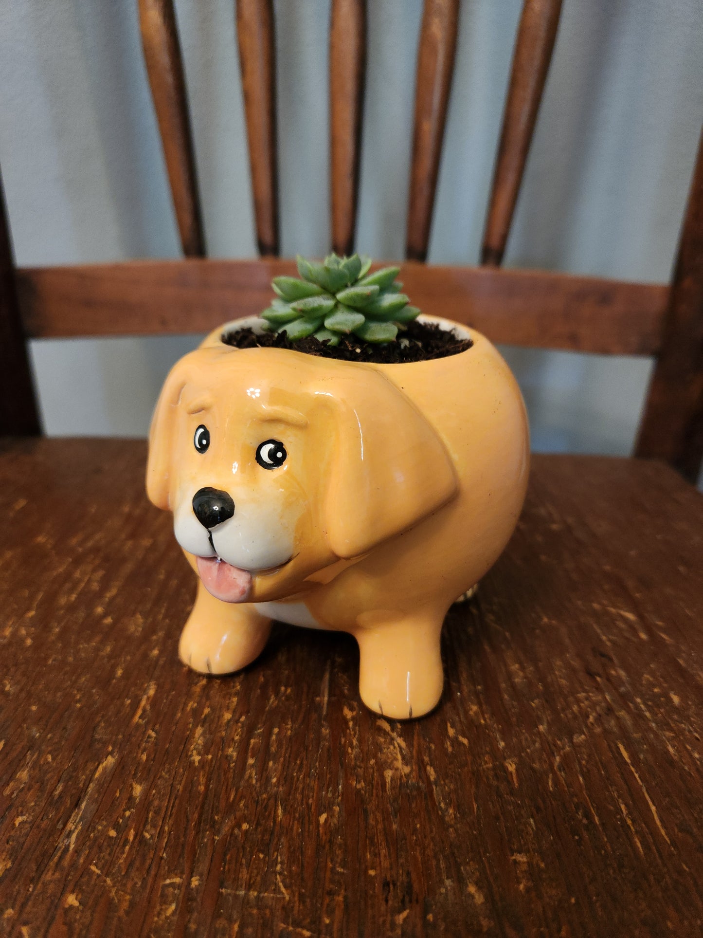Succulents, Cacti and air plants