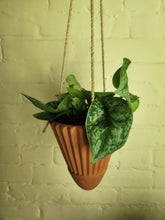 Houseplants