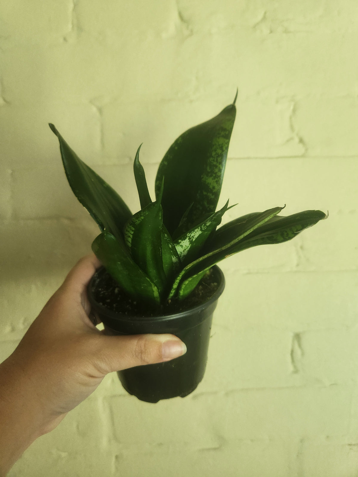 Grow pots