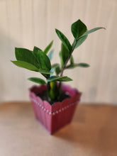 Houseplants