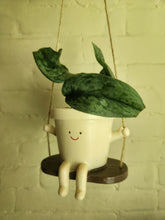 Houseplants