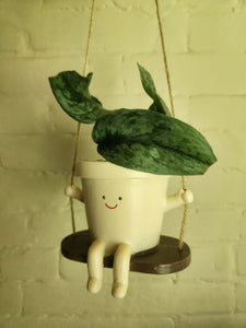 Houseplants