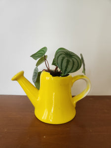 Houseplants