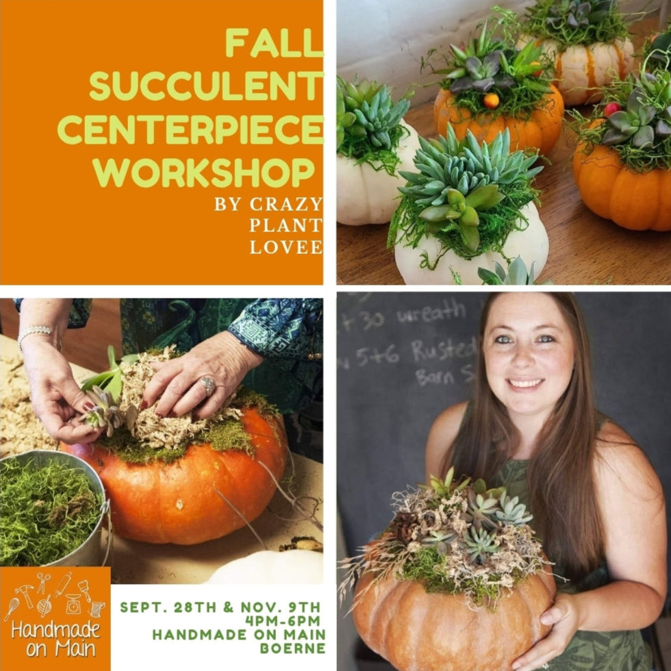 pumpkin succulent workshop Succulent Pumpkin centerpiece workshop/ Sept 28th/ 4pm – Handmade on Main