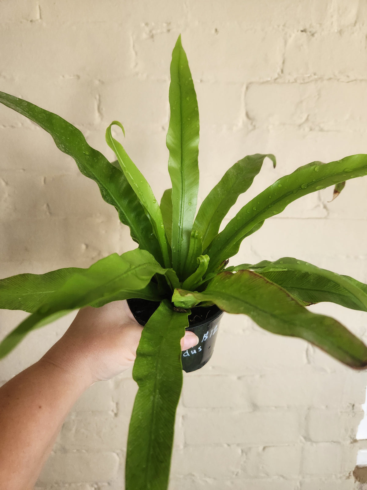 Grow pots