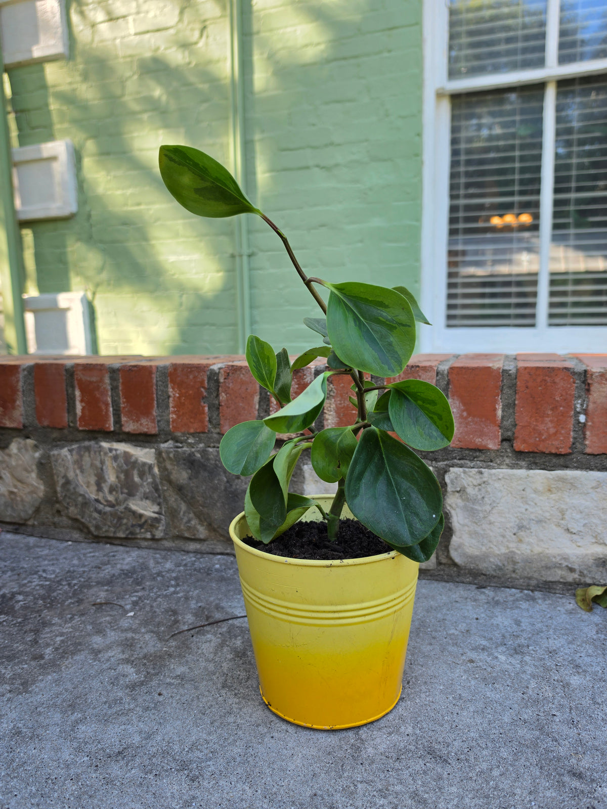 Houseplants