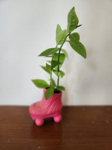 Houseplants