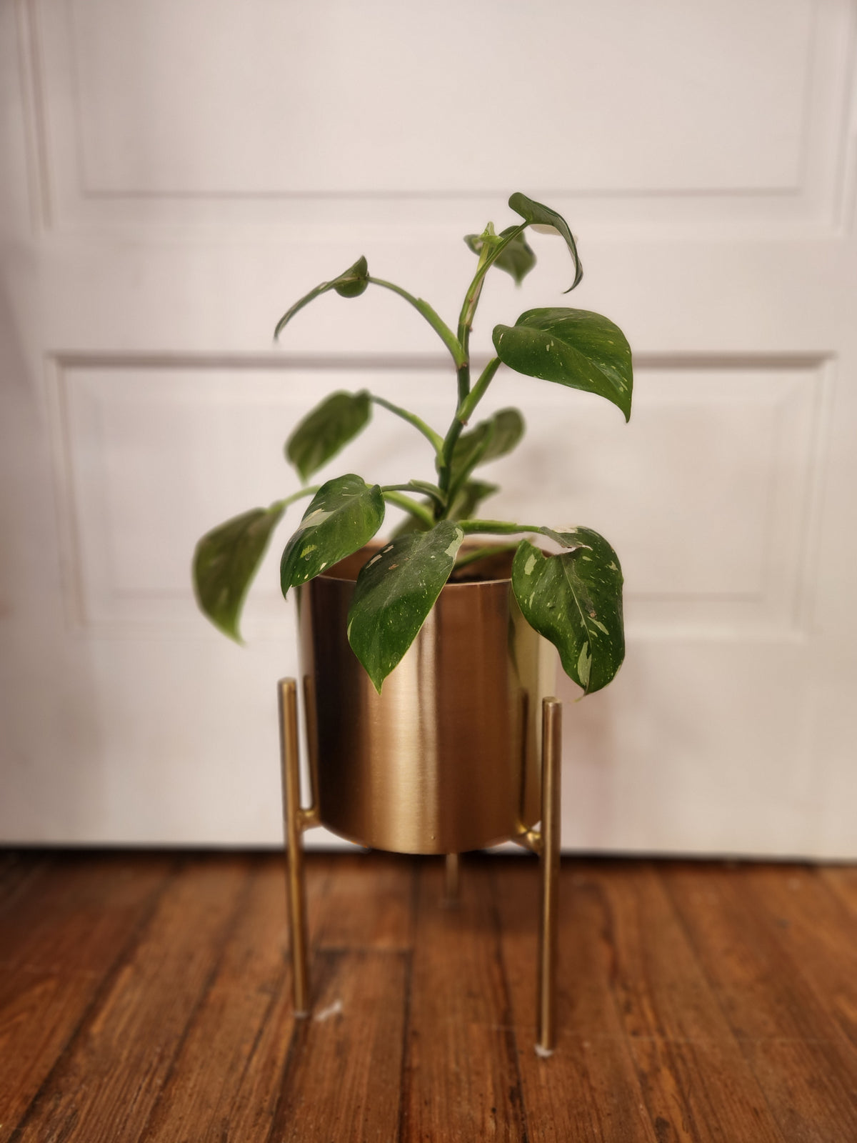 Houseplants