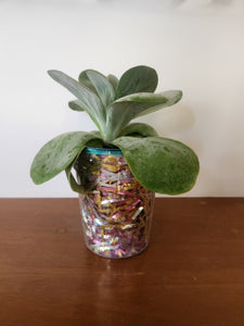 Succulents, Cacti and air plants