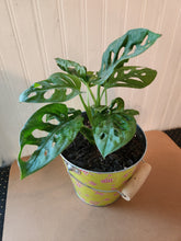 Houseplants