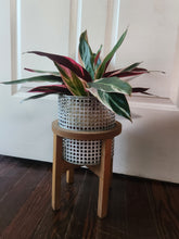 Houseplants